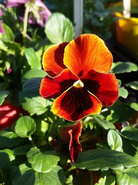 pansies images|1,000+ Free Pansies & Pansy Images .